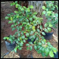 Terlaris Bibit Tanaman Buah Apel Putsa/Pohon Buah Apel Putsa Siap Berbuah/Apel india TERBAIK