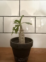 白馬城 多肉植物盆栽 塊根