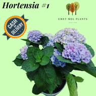[ PAKET 2 POT ] BUNGA TANAMAN HIDUP ASLI ROTEN HYDRAGEA BUNGA BORONDONG HORTENSIA COD TANAMAN HIDUP 