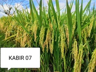 Bibit Padi KABIR 07 original kemasan 5 kg