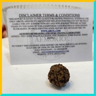 5 Mukhi (5 Face) Lab Certified Original Rudraksha Bead