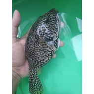 Ikan Hias Buntal BABI Totol Size L - Ikan Hias Air Laut BEST QUALITY