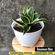 Tanaman hias sansivera pagoda - Sansivera mini pagoda