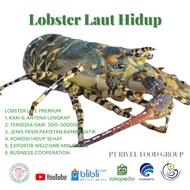 Lobster Mutiara Hidup Besar Ukuran 1kg Up