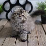 Kucing Persia Kitten Medium - Flatnose Lucu Gemas