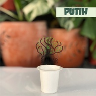 pot seedling tanaman hias anggrek 5cm buta - putih