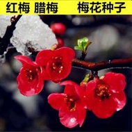 梅花種子 紅梅臘梅 花卉種子 盆栽庭院四季種室內陽臺四季播耐寒