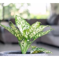 Biji Benih Rare Aglaonema Spring Snow - 3 Seed