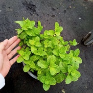 Pot of basil plant
