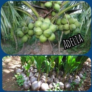 Bibit kelapa hibrida