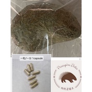 🐥一粒/一分 1capsule 河猪枣 Porcupine Dates Grade A 100% Pure Batu Landak 100% 纯箭猪枣 Cancer, Chemo, Dengue, V