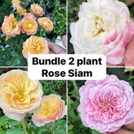 H2O - [Bundle 2] 2 Pokok Rose Siam RM88.88 Live Plant