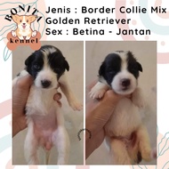 Border Collie Mix Golden Retriever Anak Anjing Border Collie Golden