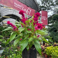 [Paling Horticulture Sdn Bhd] Pokok Balung Ayam Hidup - Celosia Plant - 鸡冠花 - Pokok Bunga Hiasan Hiu