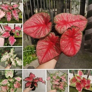High Quality 100 Pcs/Pack Mixed Colors Caladium Seeds for Sale Rare Flower Plant Seed Caladium Plant Garden Bonsai Seeds for Planting Flowers Gardening Deco Real Live Plant for Sale Indoor and Outdoor ohh my hippoh holy tulsi plant Easy To Grow Singapore