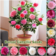 ปลูกง่าย เมล็ดสด100% เมล็ดพันธุ์ คามิเลีย บรรจุ 15 เมล็ด คละสี Camellia Flower Seed เมล็ดดอกไม้ บอนส