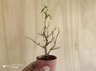 ∴。*藝術.美樹°*∴ ＊一才桑B~豆缽小品,日系品種三角葉,樹性強健,輕鬆享受著果樂趣!＊