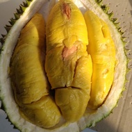 Durian Musang King Fresh Utuh