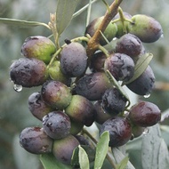 120 เมล็ด เมล็ดมะกอกน้ำมัน Olive oil ราคาถูก บอนไซ มะกอกป่า Olea europaea silvestris มะกอก ต้นไม้มงคล ไม้แคระ ไม้จิ๋ว เกษตรทฤษฎีใหม่