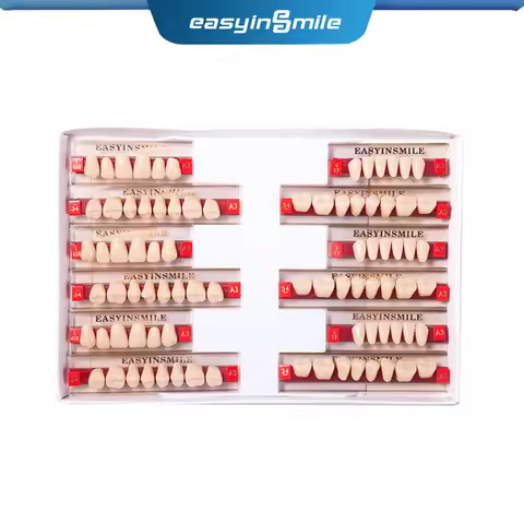 Dental Teaching Model A1/A2/A3 of Maximum Standard Size Teeth Upper and Lower Model for Replacement 