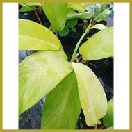 ☂ ▼ ☌ PHILODENDRON ORLANDO (Lemon Lime)Philodendron hederaceum Lemon