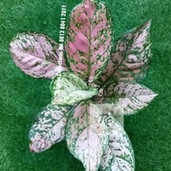 Terbaru Bibit Tanaman Hias Aglonema Lady Valentine Pink Real Plant