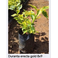 Duranta Erecta 'Golden Edge' Golden Eagle Duranta Variegated Landscape Plant