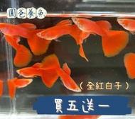 「圓爸養魚」《純品係 》全紅白子孔雀魚.一對100$ 「公+母」，不挑魚，買五對送一對