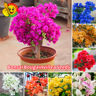 Assorted 100pcs Seeds Bougainvillea Flower Seeds Easy To Grow Bonsai Bougainvillea Seeds for Planting Flowers Indoor Flowering Plants Seeds Ornamental Potted Bougainvillea Plants for Sale Bougainvillea Live Plant Real Plants Garden Decor Buto Ng Bulaklak