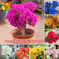 ปลูกง่าย ปลูกได้ทั่วไทย ต้นเฟื่องฟ้าแคระ เมล็ดบอนสี (100เมล็ด/ซอง) Assorted Bougainvillea Flower Seeds Easy To Grow Bonsai Bougainvillea Seeds for Planting Indoor Flowering Plants Seeds เฟื่องฟ้าแคระ เมล็ดดอกไม้ ต้นเฟื่องฟ้า ต้นเฟื่องฟ้าสาวิตรี บอนสี