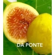 ANAK POKOK TIN DAPONTE