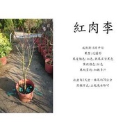 心栽花坊-紅肉李/1尺盆/嫁接苗/李子/水果苗/售價900特價800