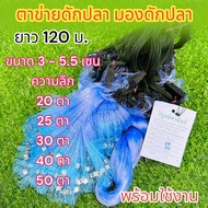 (หัวใหญ่ยาว 120 เมตร) ขนาด 3 - 5.5 เซน แถมฟรีถุงใส่ปลา ตาข่ายดักปลา มองดักปลา มองสำเร็จรูปพร้อมใช้งา