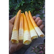 Once Tulsap model faning dugong