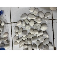 Kupang White Coral Stone 8 Kg/ Sack