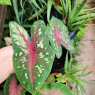 Thailand Caladium บอนสีเจ้ากรุงไกเซอร์