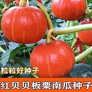 Red Chestnut Pumpkin Seeds Authentic Bebe Pumpkin Chestnut Flavor Powder Sweet Noodles Red Skin Pump
