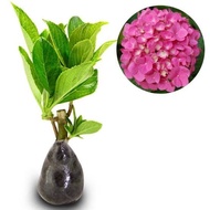 Bibit Pancawarna - hortensia holland