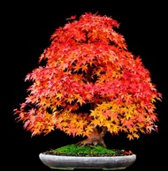 ขายส่ง 50 เมล็ด Japanese Red Maple ไม้ผลัดใบเมเปิ้ลเรดญี่ปุ่นและบอนไซเมเปิ้ลแดง ต้นเมเปิ้ลต้นไม้ประด