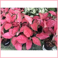 ▦ ◎ Pink Chandang Aglaonema Live Potted Plants