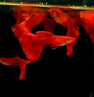 Albino Full Red Guppy (Male only) *3Pcs*