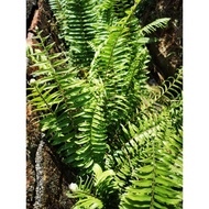 Benih paku pakis berakar/ Beli 5 percuma 1