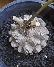 南非龜甲龍 11.5cm 塊根植物 多肉植物