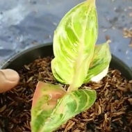 SPESIAL TANAMAN HIAS AGLAONEMA / AGLONEMA PASOPATI REALPICT