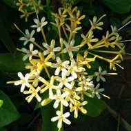 Pokok bunga madagascar ixora