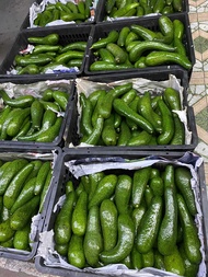 พร้อมส่ง !! อะโวคาโด 034 เวียดนาม แท้ !!