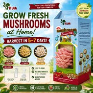 🍄 Yi Jia Mushroom Grow Kit | Grow Fresh Oyster Mushrooms at Home | Kids Fun Kit | Easy DIY | Harvest