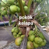 Malaysia Stock Anak Pokok kelapa Rendah Tacunan Filipina