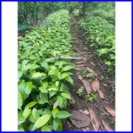 ﹊ ❡ ◳ Mahogany Tree Seedlings (1pc.)