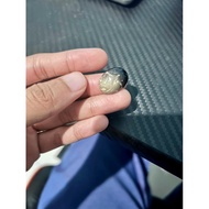 Fossil Nibong Asli Untuk Diniagakan